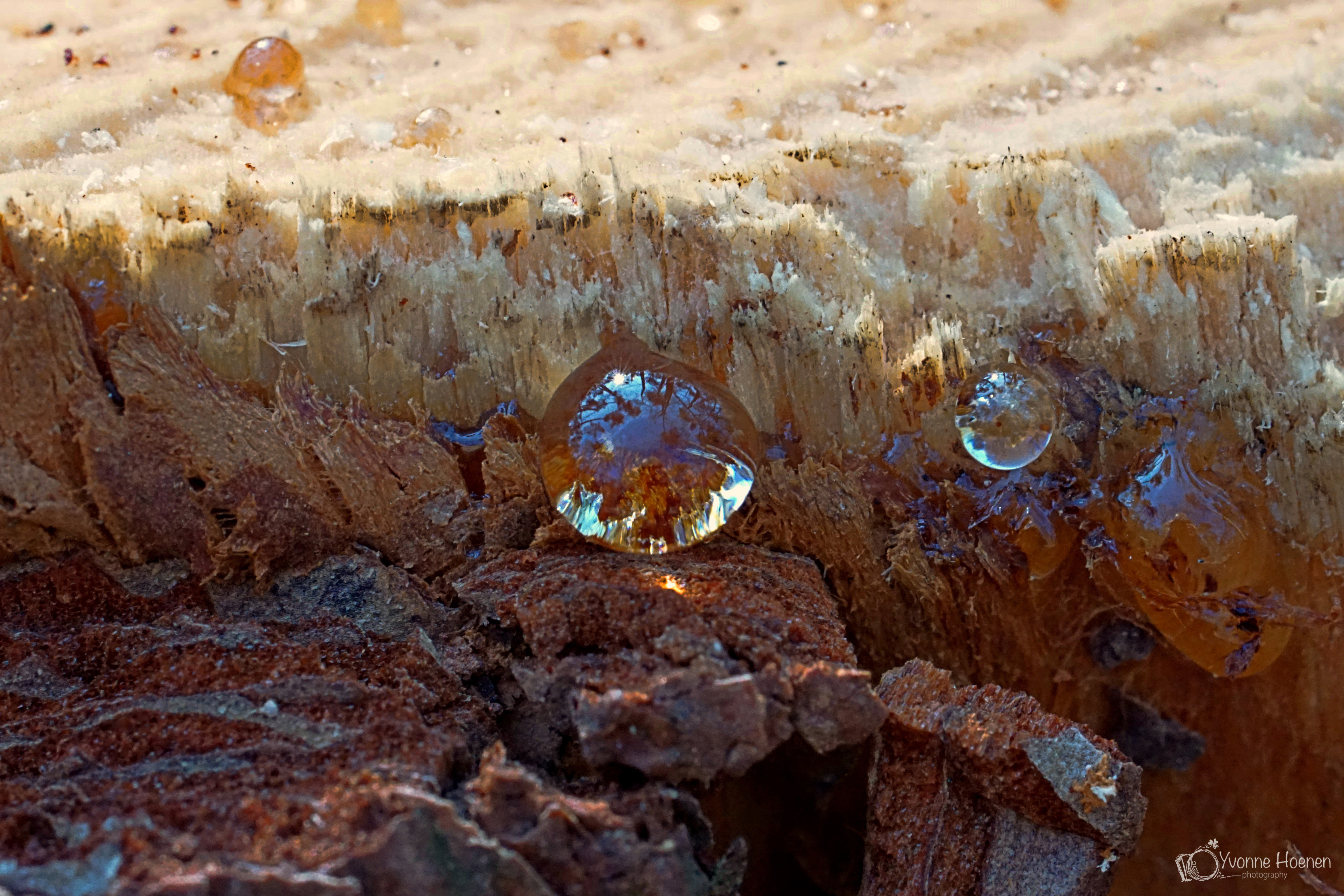 Inzending Yvonne Hoenen