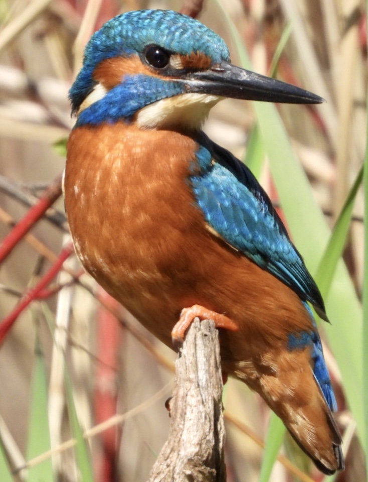 Inzending Anita Boschman Inzending Anita Boschman