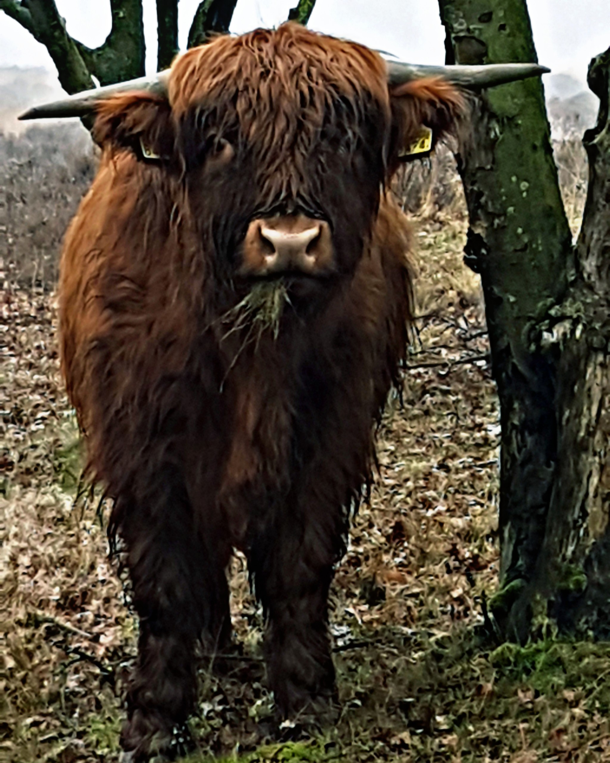 Inzending Janet Sietsema 