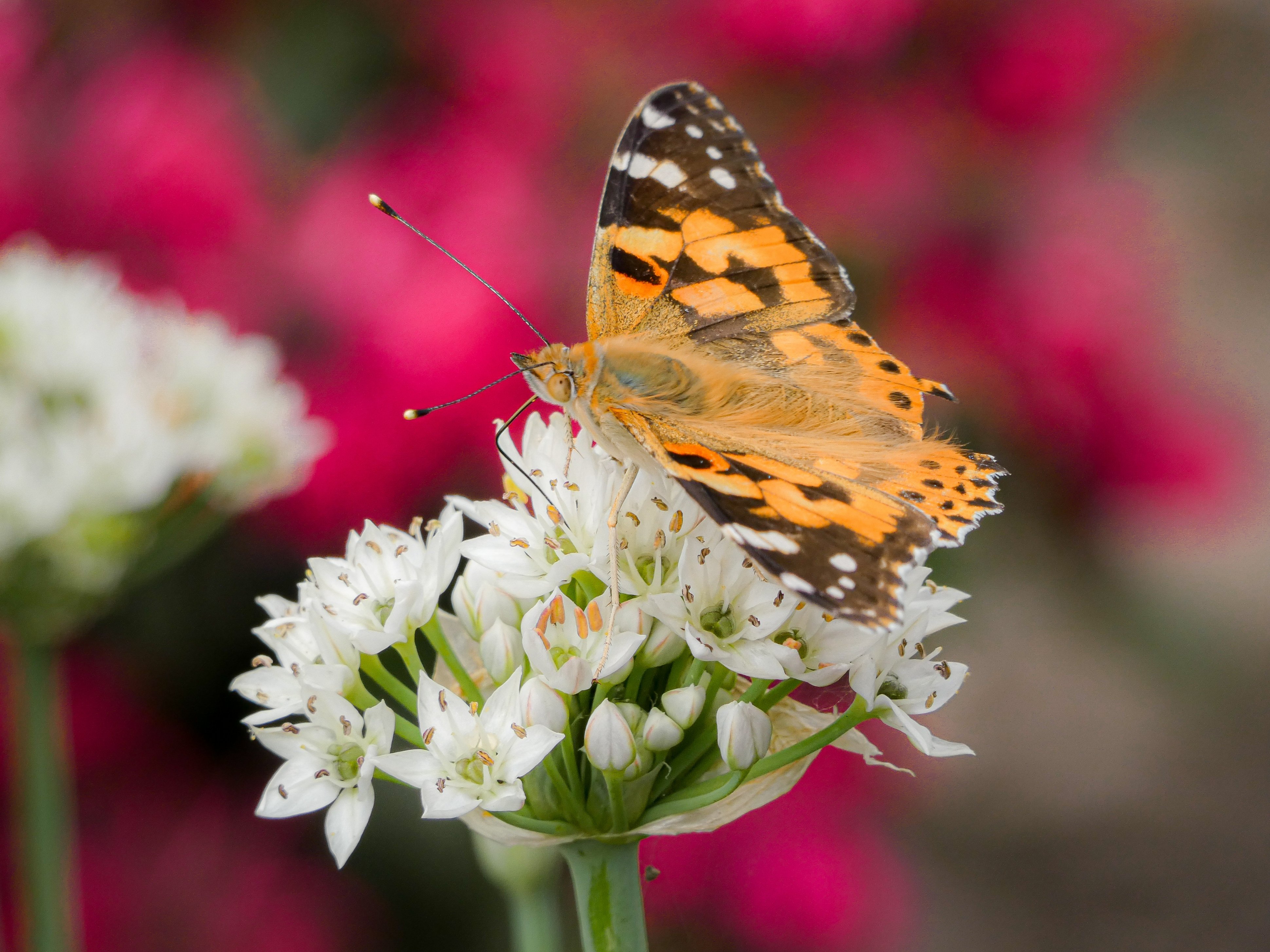 Inzending Jiska Giljam
