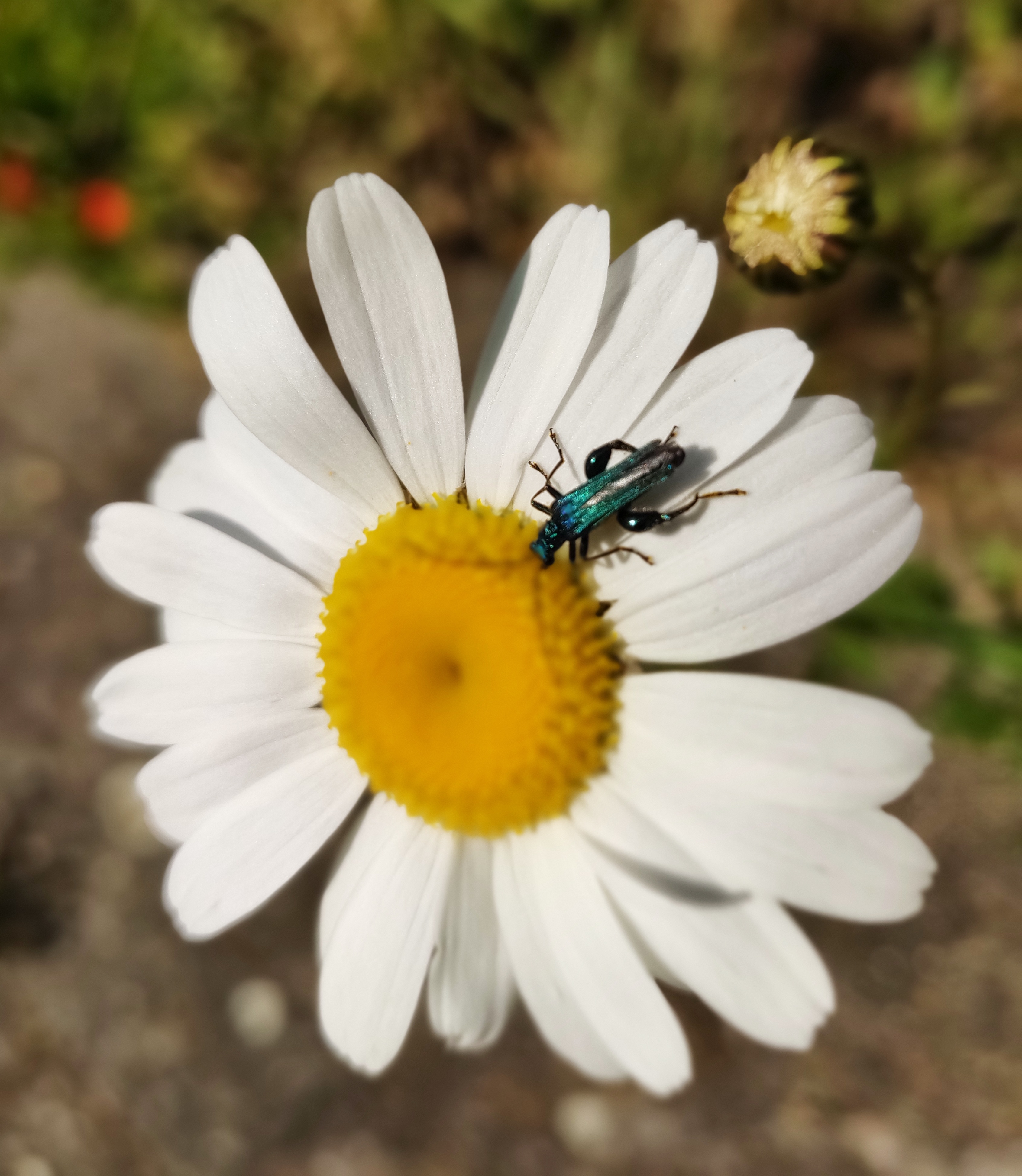 Inzending Matthieu Claus