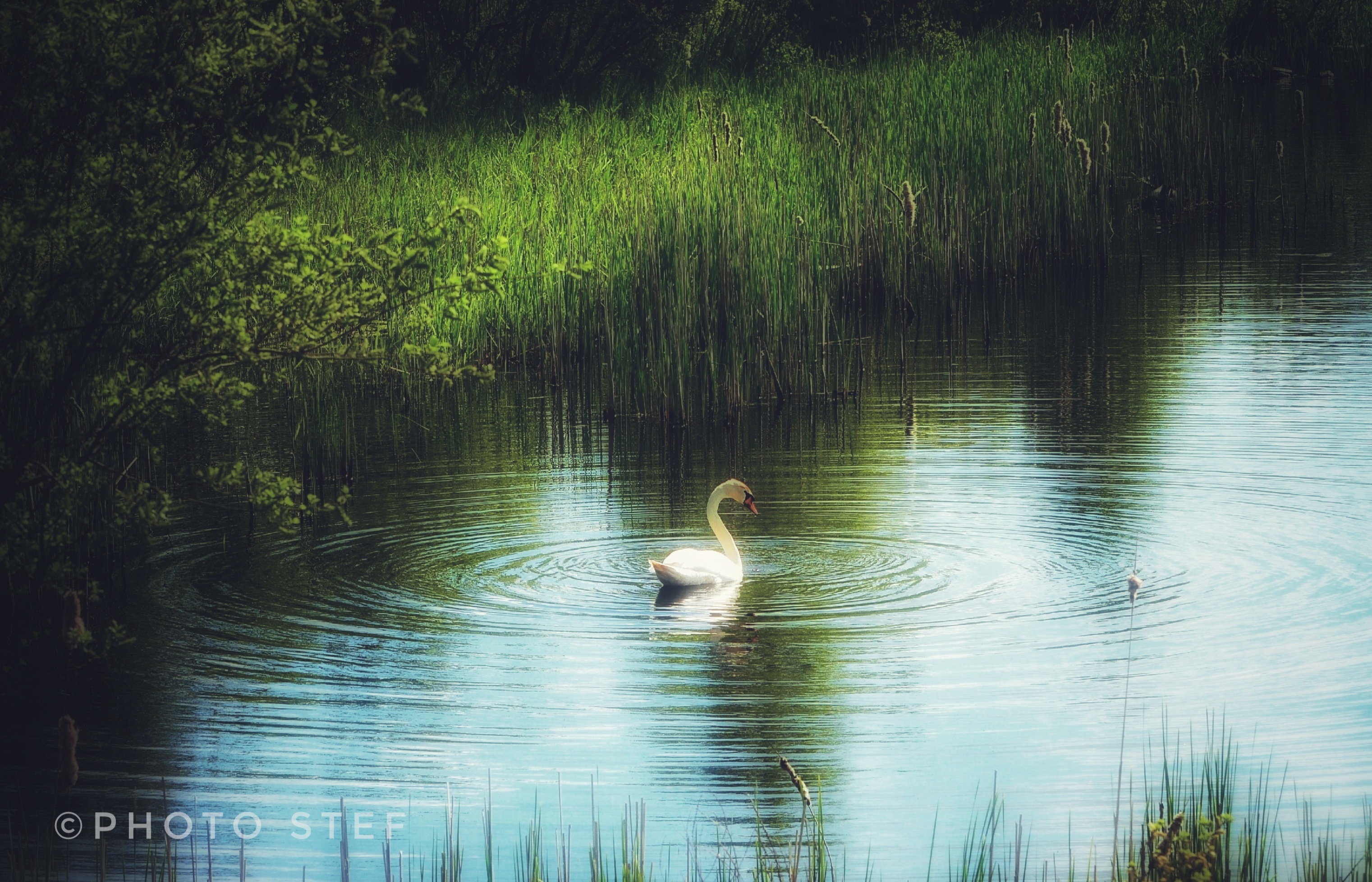 Inzending Stephanie hamming 