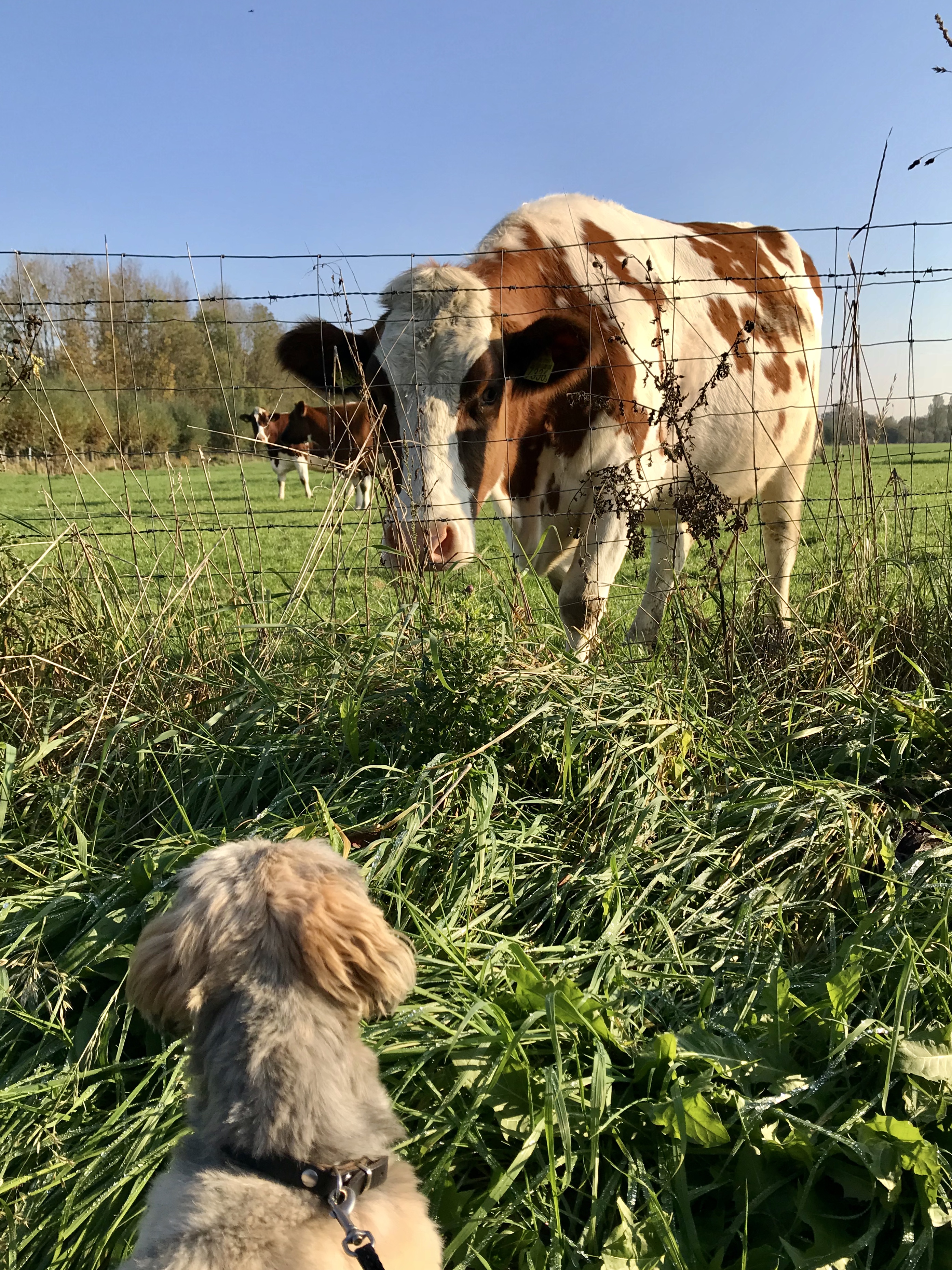 Inzending Suze blummel 