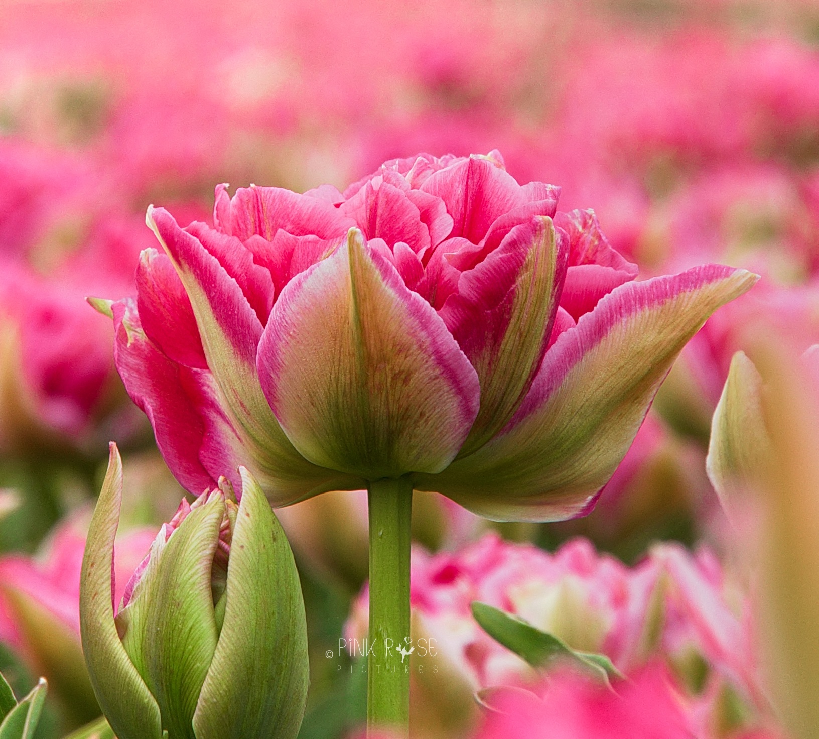 Inzending Marieke Bunt (Pink Rose Pictures)