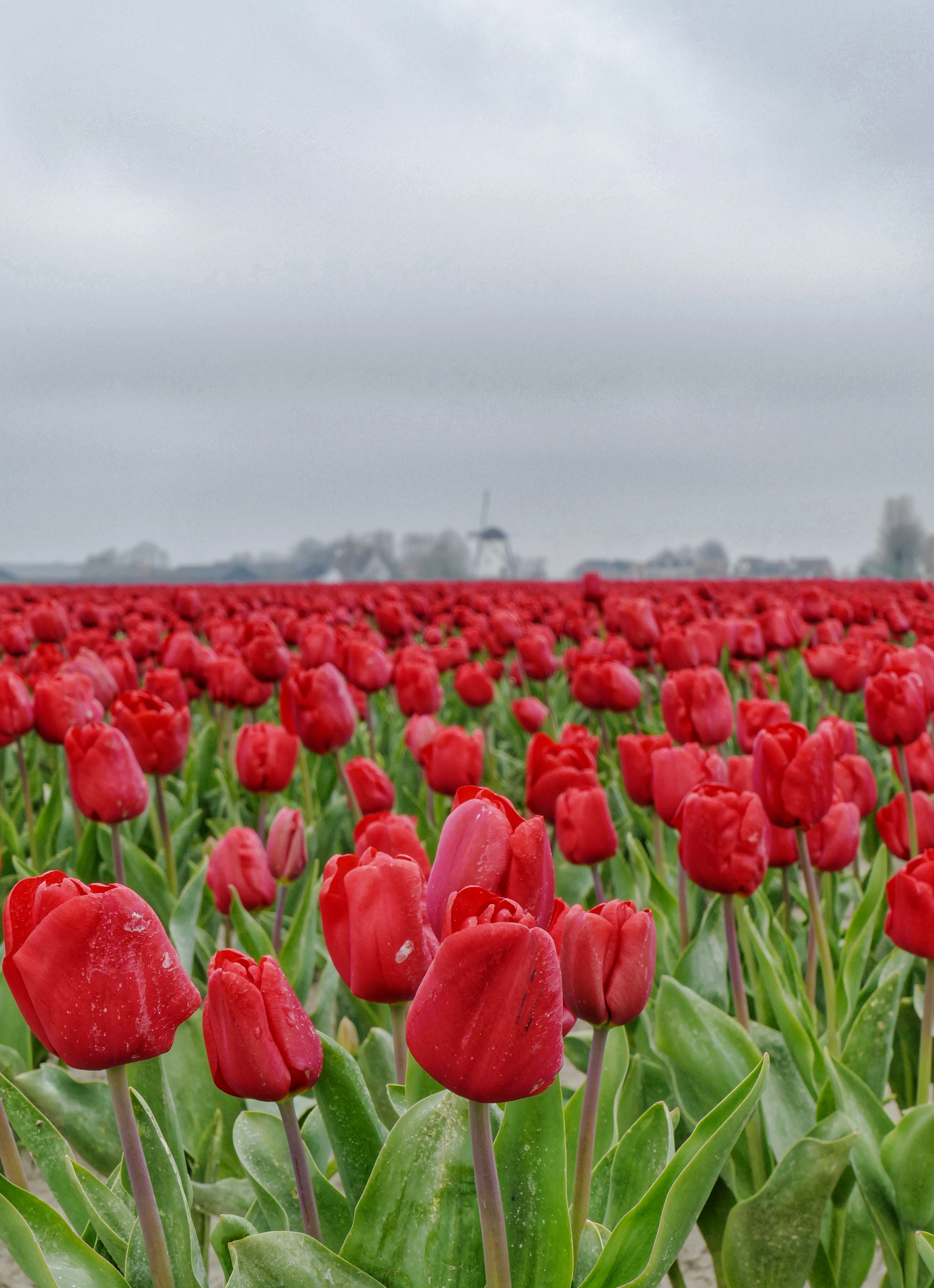 Inzending Aneta Tabaka Inzending Aneta Tabaka