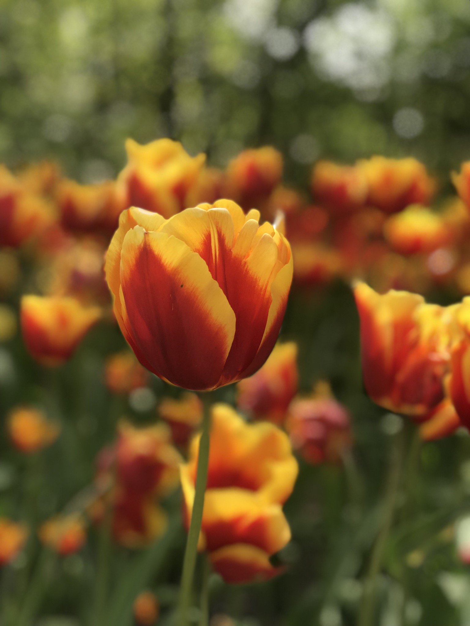 Inzending Dilek Bilgen