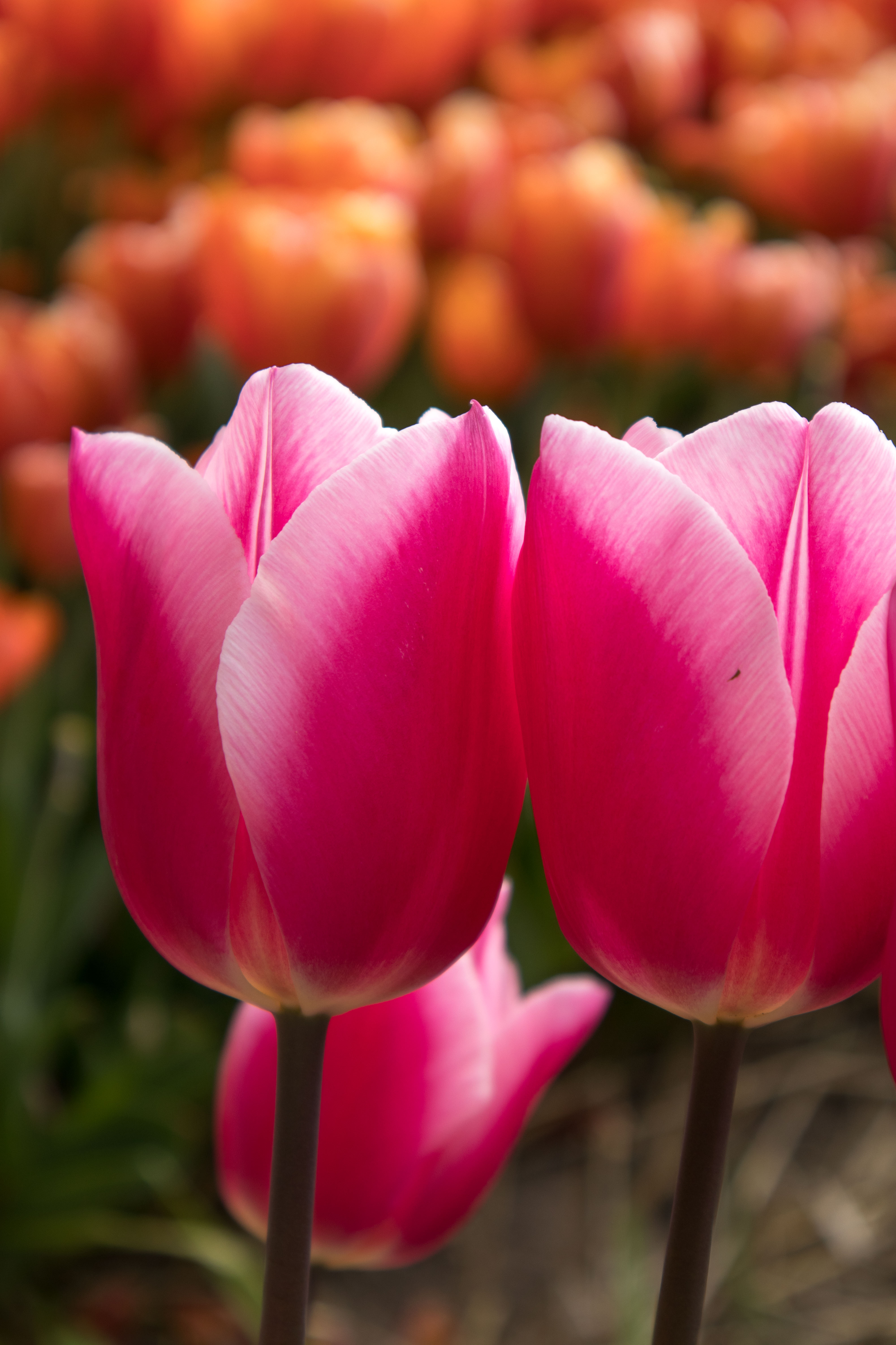Inzending Lieke van der Heiden