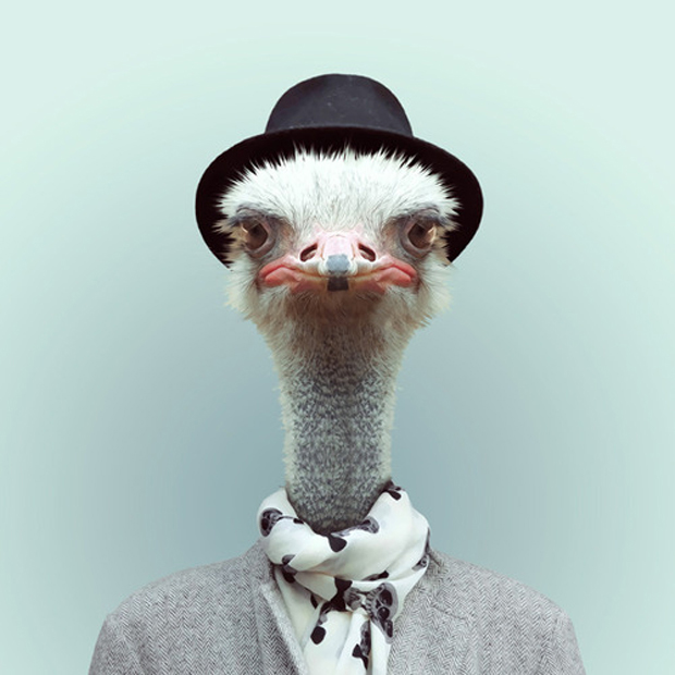 FF_YagoPartal_animals_04