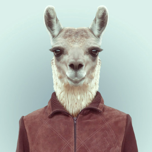 FF_YagoPartal_animals_11