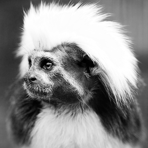 FF_tutorial_vignette_photoshop_02