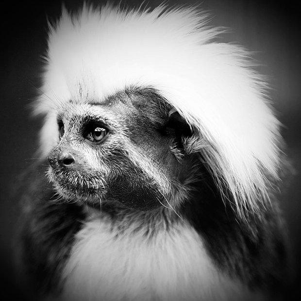 FF_tutorial_vignette_photoshop_05