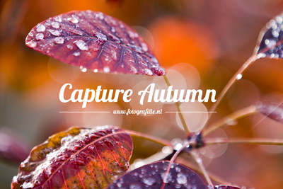 FF_bureaublad-achtergrond_wallpaper_photography_01-thumb