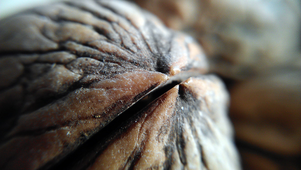 FF_telefoon-lens-macro-fisheye_10