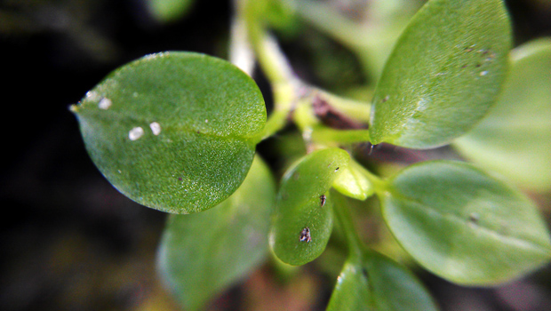 FF_telefoon-lens-macro-fisheye_11