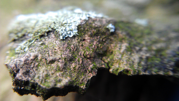 FF_telefoon-lens-macro-fisheye_12