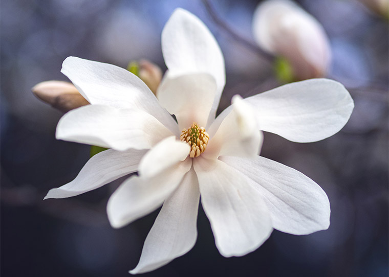 FF_tips-fotograferen-lente fotografie tips lente fotograferen