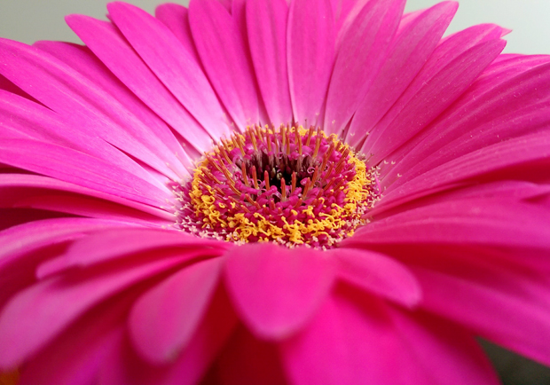 FF_HTC-one-m8_smartphone_photography_review01