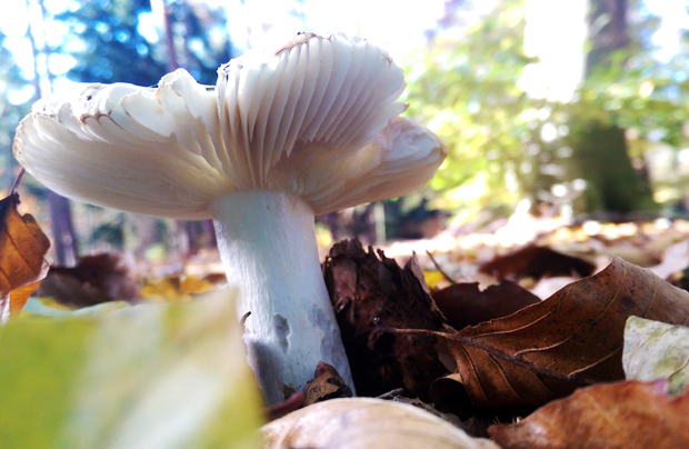 FF_HTC-one-m8_smartphone_photography_review04