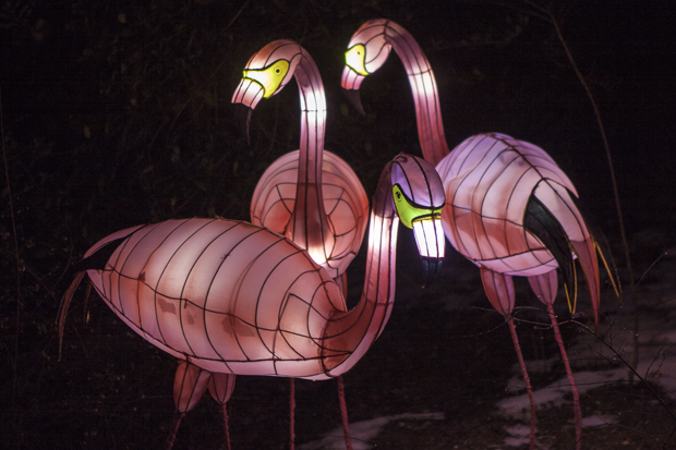 FF_ChinaLight_BurgersZoo_fotografie_04