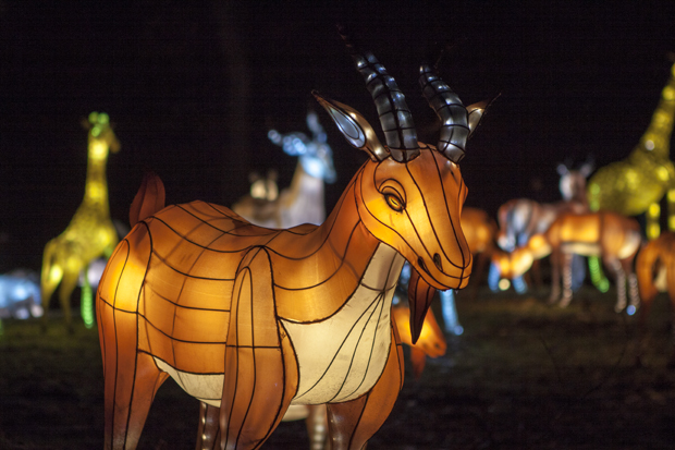 FF_ChinaLight_BurgersZoo_fotografie_06