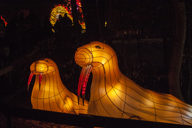 FF_ChinaLight_BurgersZoo_fotografie_18