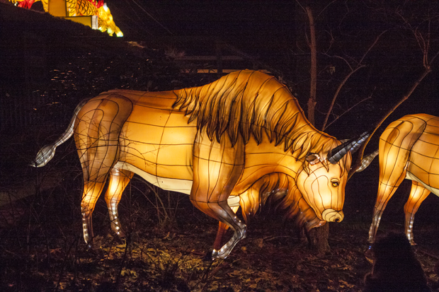 FF_ChinaLight_BurgersZoo_fotografie_21