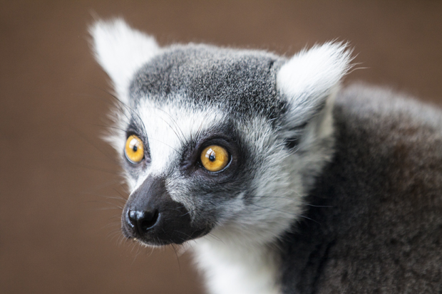 FF_burgerszoo_fotografie_dieren01