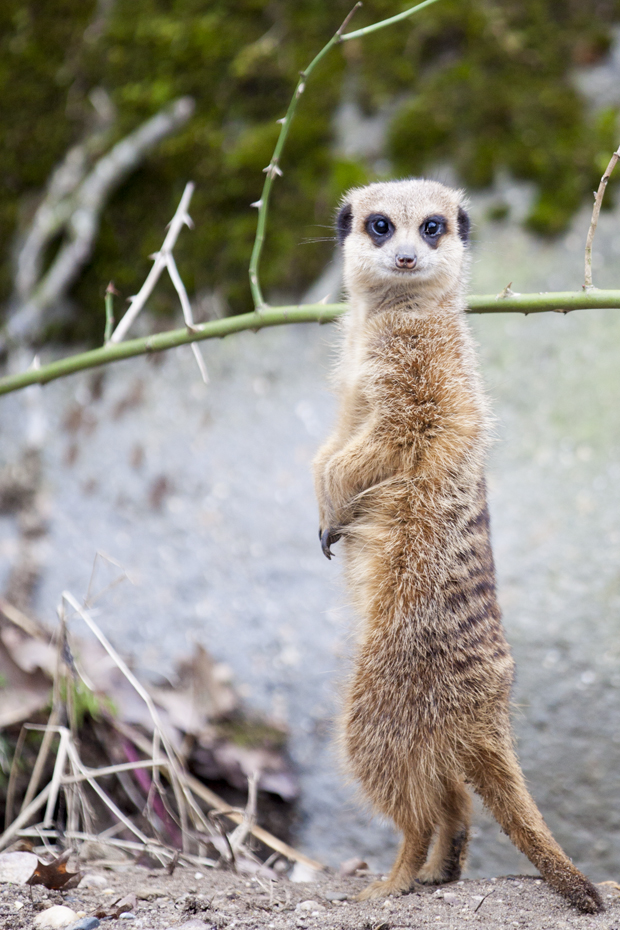 FF_burgerszoo_fotografie_dieren02