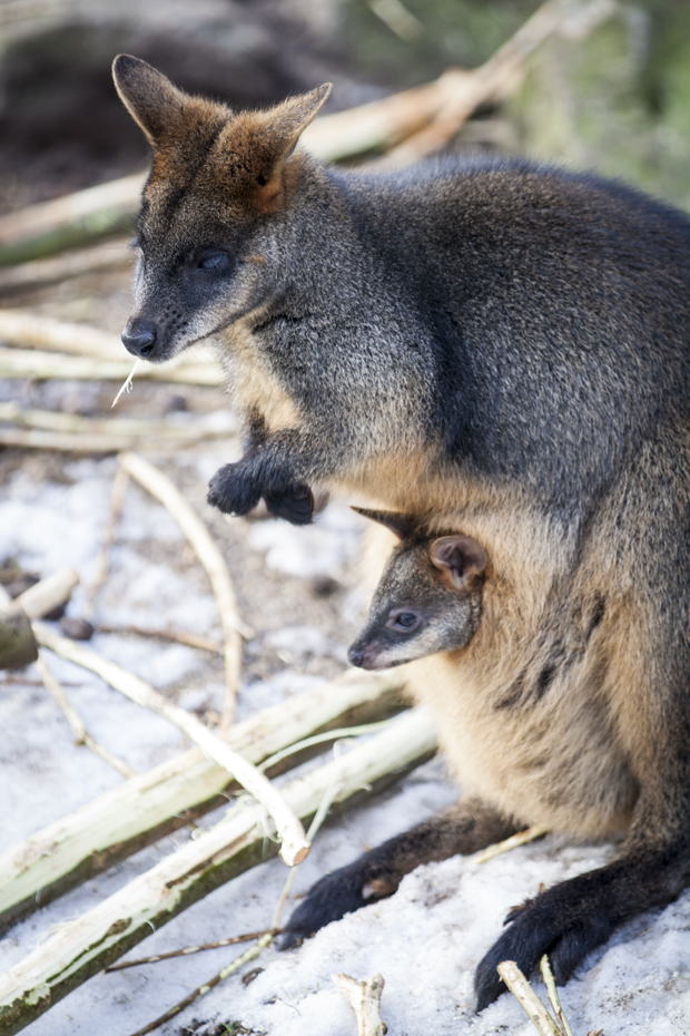 FF_burgerszoo_fotografie_dieren05