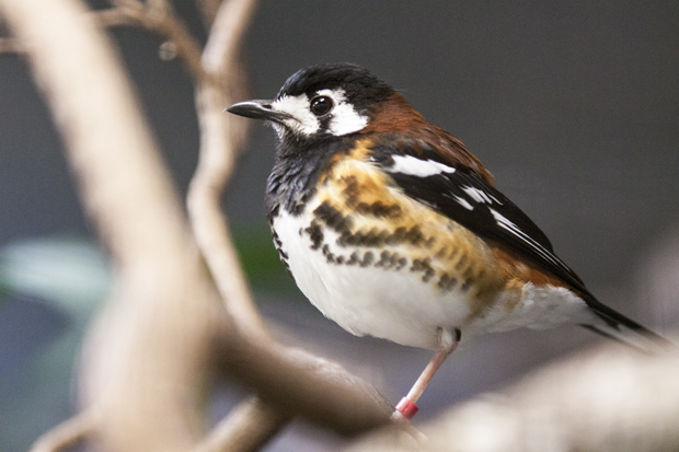 FF_burgerszoo_fotografie_dieren06