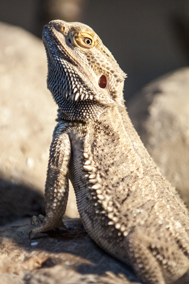 FF_burgerszoo_fotografie_dieren07