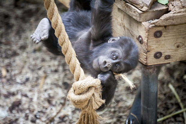 FF_burgerszoo_fotografie_dieren08