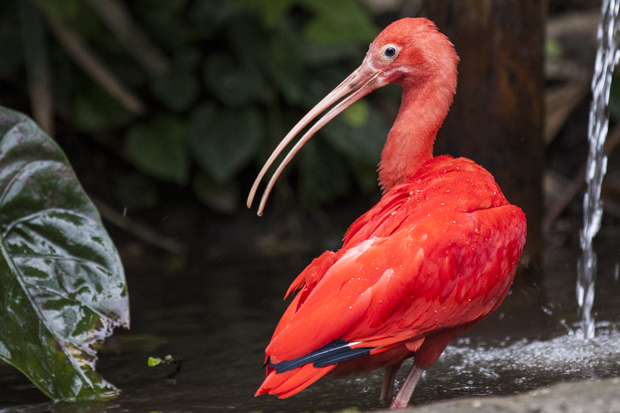 FF_burgerszoo_fotografie_dieren09