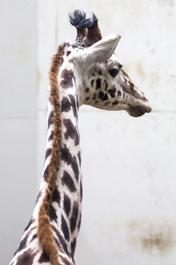 FF_burgerszoo_fotografie_dieren10