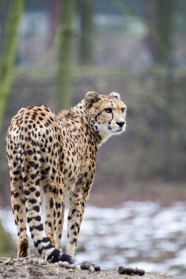 FF_burgerszoo_fotografie_dieren11