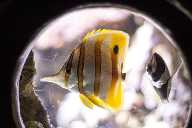 FF_burgerszoo_fotografie_dieren13