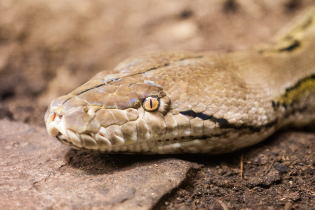 FF_burgerszoo_fotografie_dieren16