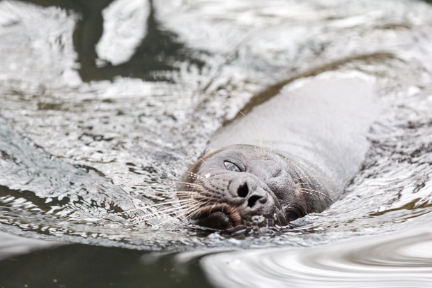 FF_burgerszoo_fotografie_dieren17