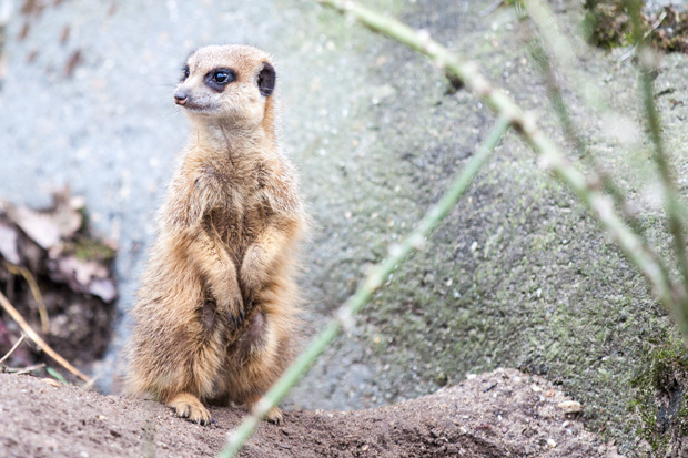 FF_burgerszoo_fotografie_dieren18