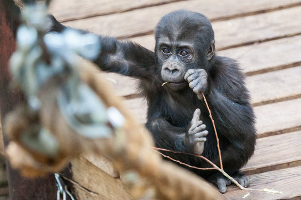 FF_burgerszoo_fotografie_dieren19