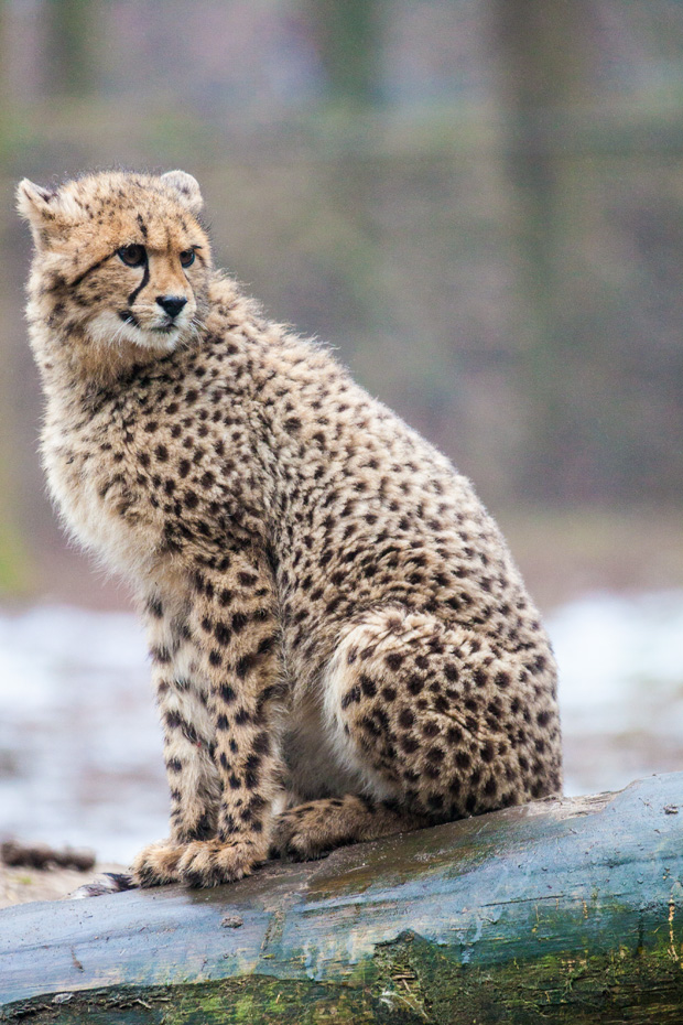 FF_burgerszoo_fotografie_dieren21