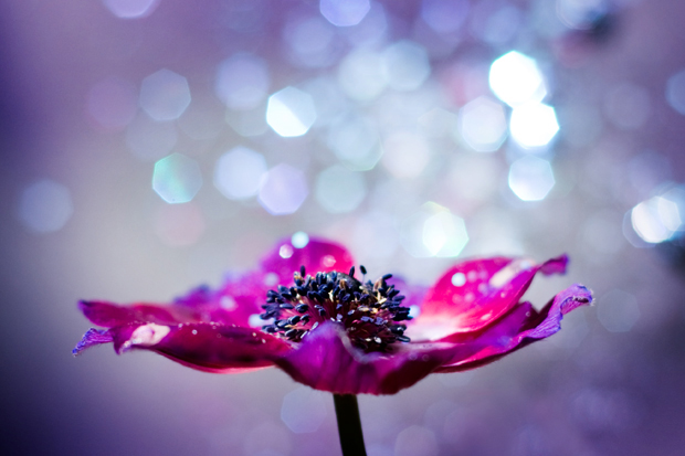 FF_HerinneringenOpLinnen_canvas_prints_06