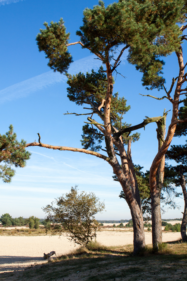 FF_fotografie_Duinen_LoonOpZand_herfst_03