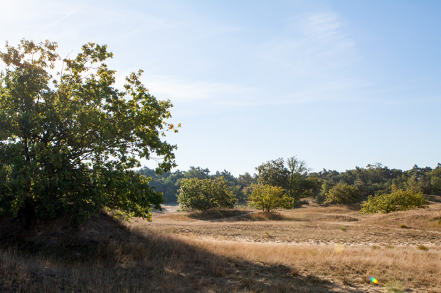 FF_fotografie_Duinen_LoonOpZand_herfst_08