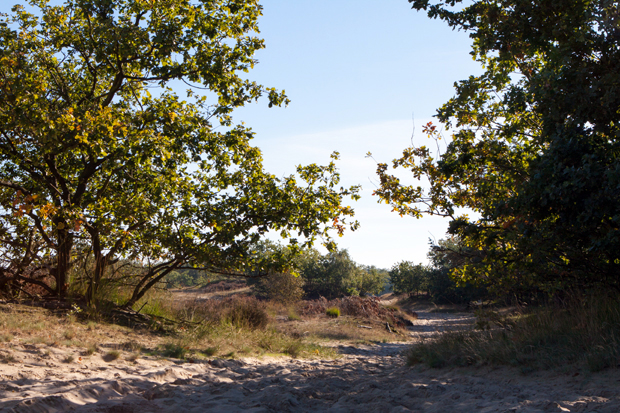 FF_fotografie_Duinen_LoonOpZand_herfst_09