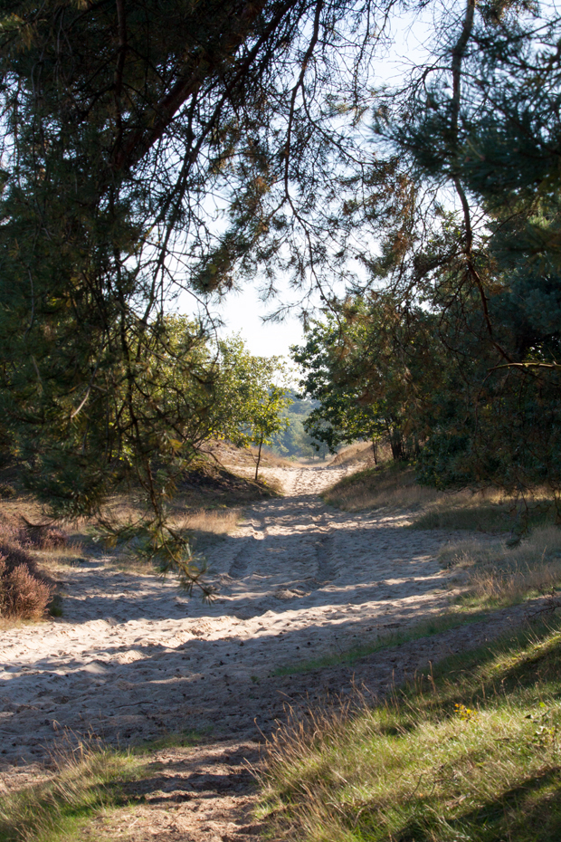 FF_fotografie_Duinen_LoonOpZand_herfst_10