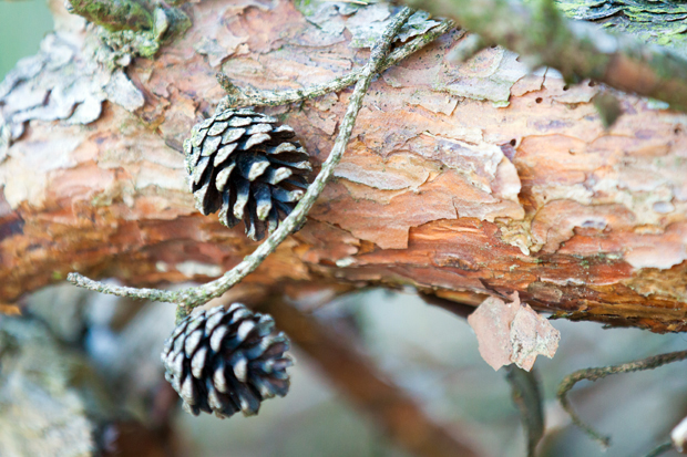 FF_fotografie_Duinen_LoonOpZand_herfst_11