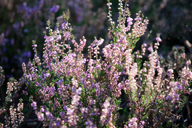 FF_fotografie_Duinen_LoonOpZand_herfst_12