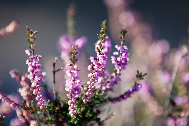FF_fotografie_Duinen_LoonOpZand_herfst_13
