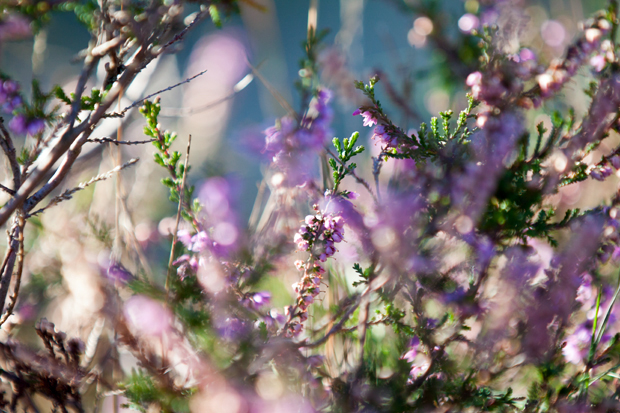 FF_fotografie_Duinen_LoonOpZand_herfst_14
